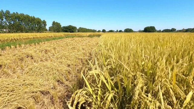 A harvested rice field under a clear blue sky with trees in the background and uncut stalks in the foreground