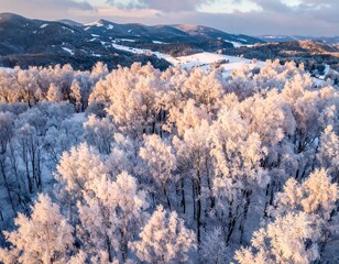 Snowy forest landscape at dawn