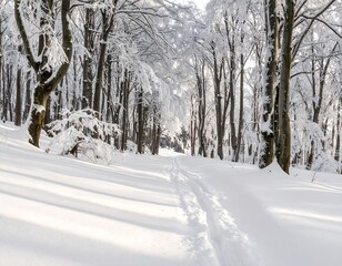 Snowy forest path