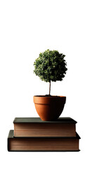Small, potted tree atop stacked books. Dark background