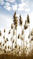 Tall grasses in a field against a cloudy sky