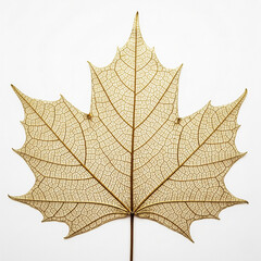 A delicate, skeletal maple leaf, with its intricate veins and structure highlighted, is centered on a clean white background