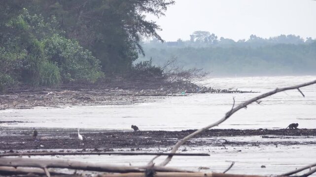 Crab-eating macaque (Macaca fascicularis) in rainforesn and sea coast of Borneo Island. Monkeys search for floatsam from the sea at low tide, including numerous crabs Dotilla