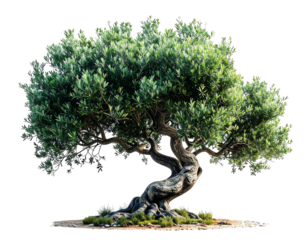 A lush, ancient olive tree with a gnarled, twisting trunk and wide, spreading branches, set against a black background.  The tree's leaves are vibrant green, suggesting health and longevity