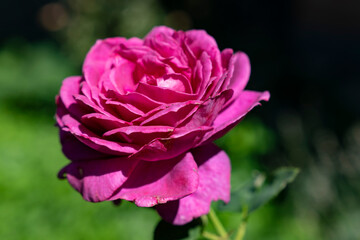 Single pink rose blooming in garden with green background. Macro shot photography. Love, romance and Valentine concept. Design for greeting card, invitation, postcard, banner, poster