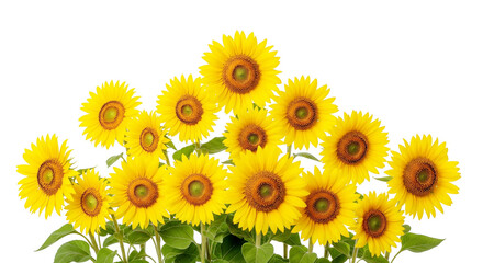sunflower isolated on white background
