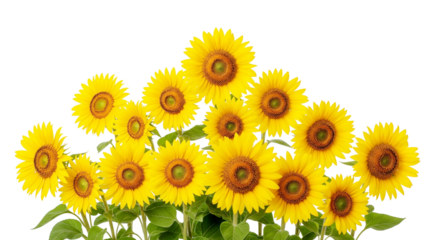 sunflower isolated on white background