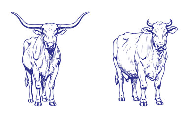 Hand drawn illustration of farm cows and bulls with detailed sketch line art style front view livestock animal vector graphic for agriculture dairy beef ranch and vintage design