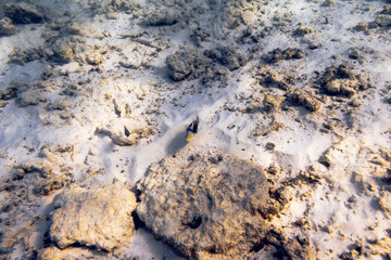Underwater view of coral reef with colorful fish