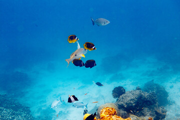 Underwater view of coral reef with colorful fish
