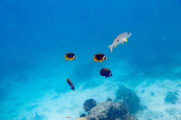 Underwater view of coral reef with colorful fish