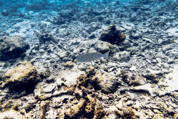 Underwater view of coral reef with colorful fish