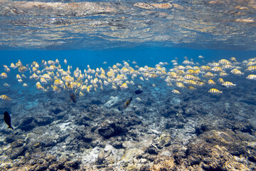 Underwater view of coral reef with colorful fish