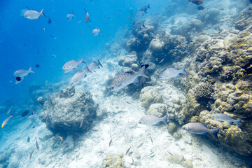 Underwater view of coral reef with colorful fish