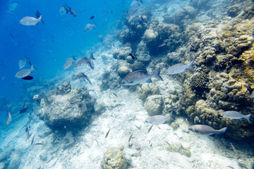 Underwater view of coral reef with colorful fish