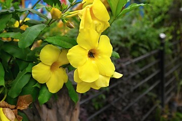 Alamanda purificata with large yellow flowers