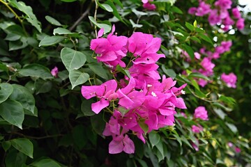 Detail of pink flower bugenvilea- bougainvillea,
