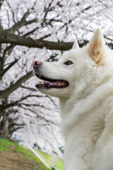 A white Japanese mixed-breed dog and cherry blossoms-13