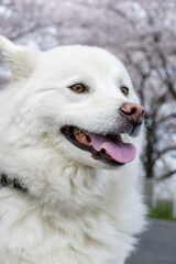 Obraz premium A white Japanese mixed-breed dog and cherry blossoms-14