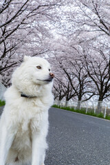 A white Japanese mixed-breed dog and cherry blossoms-18