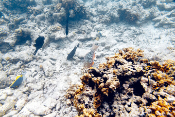 Underwater view of coral reef with colorful fish
