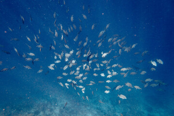 Underwater view of coral reef with colorful fish