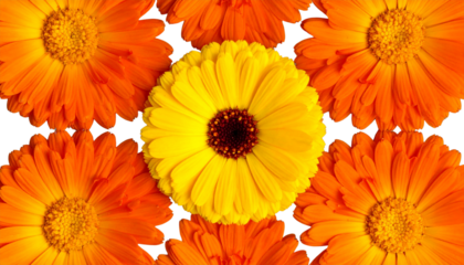 Daisy Flower Head Collection in Vibrant Warm Colors, Transparent PNG