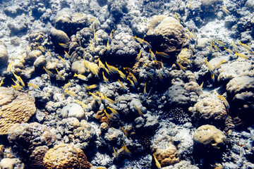 Underwater view of coral reef with colorful fish