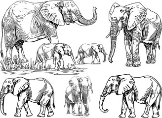 Vector illustration of elephant line art set with mother and baby elephant sketch perfect for wildlife drawing safari design and coloring book animal outline