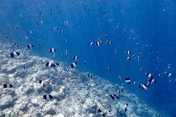 Underwater view of coral reef with colorful fish