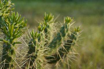 Group of cacti in Trafaria, Portugal: green stems with long spines, new growth at tips, and blurred background. Scene conveys texture, resilience, and botanical depth.