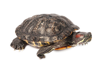 Beautiful turtle (Red-eared slider) on white background