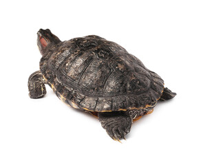 Obraz premium Beautiful turtle (Red-eared slider) on white background