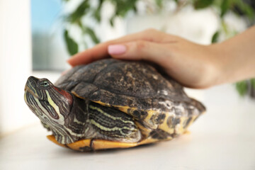 Obraz premium Woman stroking cute turtle pet at window sill, closeup