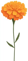 Vibrant orange marigold with green stem and leaves
