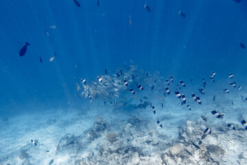 Underwater view of coral reef with colorful fish