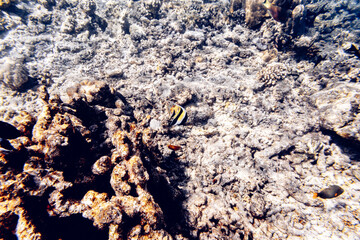 Underwater view of coral reef with colorful fish