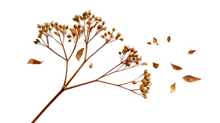 Whispers of Autumn: A delicate twig, adorned with clusters of dried flowers, scatters its fragile leaves, hinting at the transition, the gentle caress of autumn's breeze.