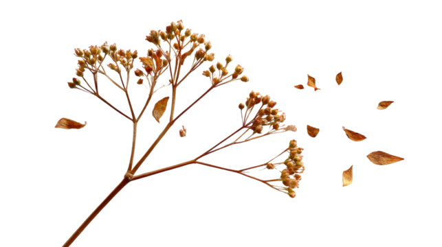 Whispers of Autumn: A delicate twig, adorned with clusters of dried flowers, scatters its fragile leaves, hinting at the transition, the gentle caress of autumn's breeze.