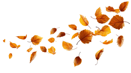 Falling autumn leaves against black background