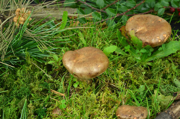 Brown mushrooms in a forest among grass and moss. Wild nature, wood.