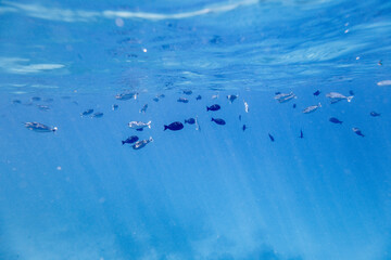 Underwater view of coral reef with colorful fish