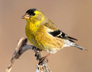 Close-up of a goldfinch perched on a branch