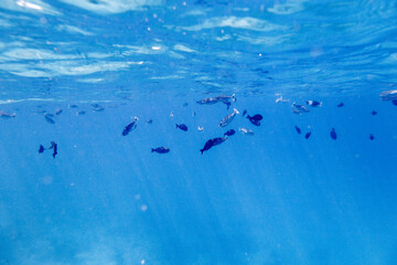 Underwater view of coral reef with colorful fish