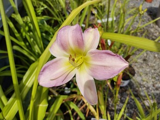 Hemerocallis 'Catherine Woodbery'