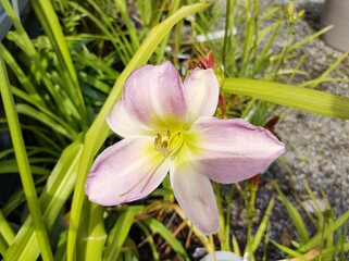 Hemerocallis 'Catherine Woodbery'