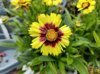 Coreopsis 'UpTick Yellow and Red'