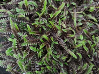 Leptinella squalida 'Platt's Black'