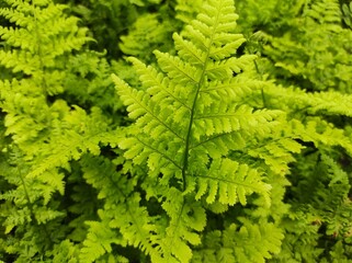 Dryopteris dilatata 'Crispa Whiteside'