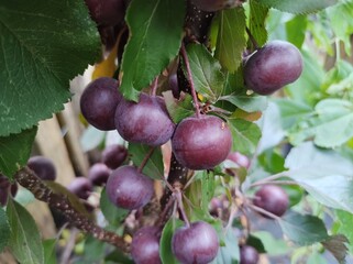 Malus 'Laura'